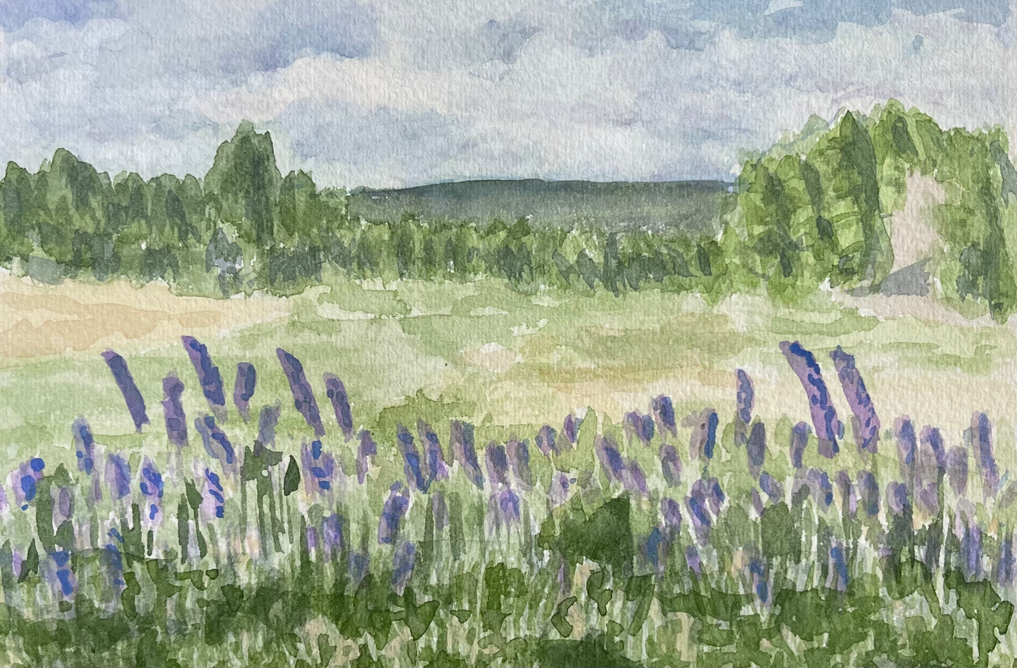 Lupines